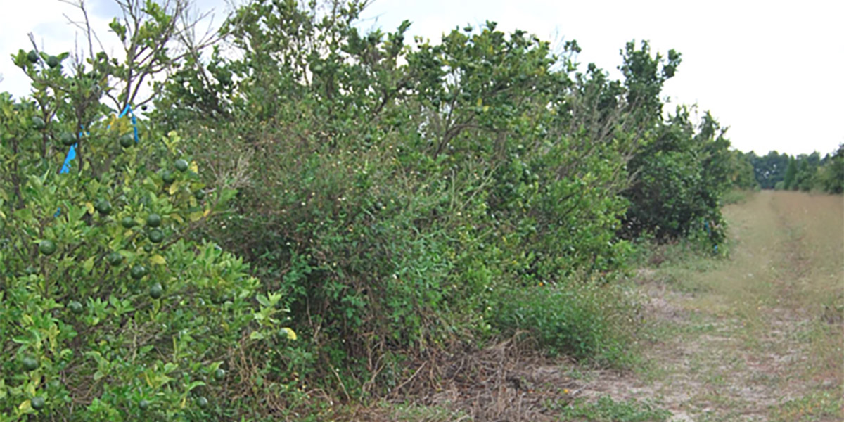 Allarme Citrus Greening (HLB) in Sudafrica: la Spagna chiede misure drastiche